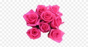 Pink Rose Png Pink Roses - Pink Roses Pink Rose Png Pink Roses - Pink Roses