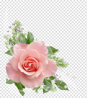 Pink rose, Rose Flower Pink , watercolor rose transparent background PNG clipart Pink rose, Rose Flower Pink , watercolor rose transparent background PNG clipart