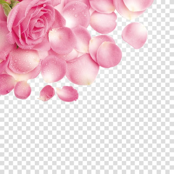 Pink rose, Rose Petal Flower Pink, Rose petals with water droplets transparent background PNG clipart