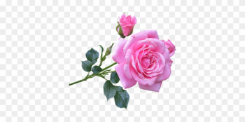 Pink, Rose, Stem, Flower - Good Morning Gif New Rose