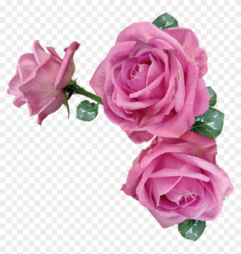 Pink Rose Transparent Pink Rose Transparent