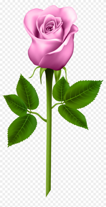 Pink Rose Transparent Png Image-1590009570 - Purple Clip Art Rose