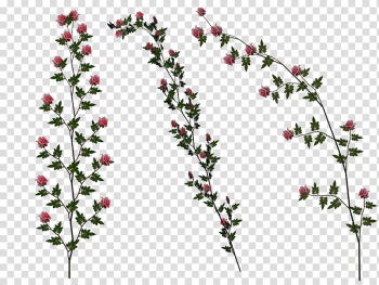 Pink Rose Vines, red-petaled flowers transparent background PNG clipart