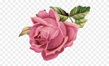 Pink Rose - Vintage Pink Rose Png Pink Rose - Vintage Pink Rose Png