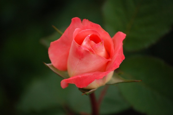 Pink Rose Wallpaper Pink Rose Wallpaper