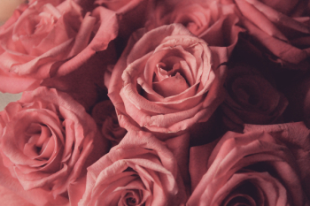 Pink Roses Pink Roses
