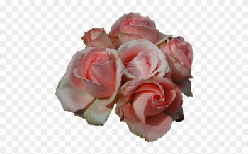 Pink Roses File - Transparent Roses