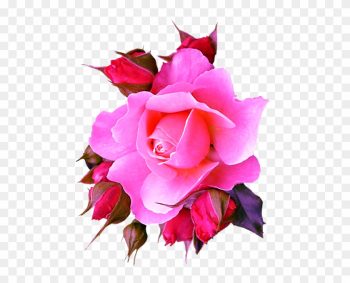 Pink Roses - Garden Roses Pink Roses - Garden Roses