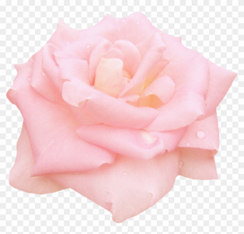 Pink Roses Garden Roses Centifolia Roses Floribunda - Garden Roses Pink Roses Garden Roses Centifolia Roses Floribunda - Garden Roses