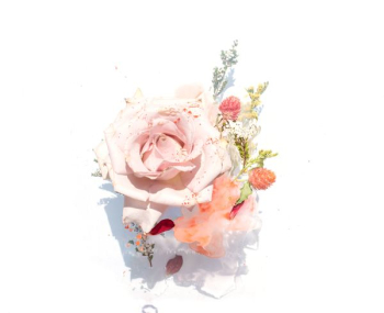 pink roses illustration pink roses illustration
