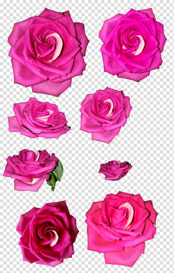 Pink roses, pink rose flowers transparent background PNG clipart