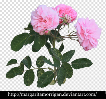 Pink roses, pink rose flowers transparent background PNG clipart