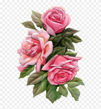 Pink-roses - Rose Pink-roses - Rose