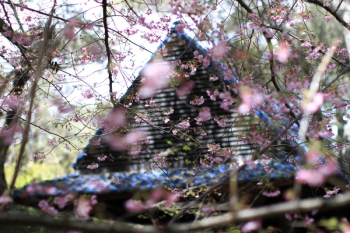 Pink Sakura Flowers Beside House Pink Sakura Flowers Beside House