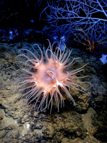 Pink Sea Creature Underwater Pink Sea Creature Underwater