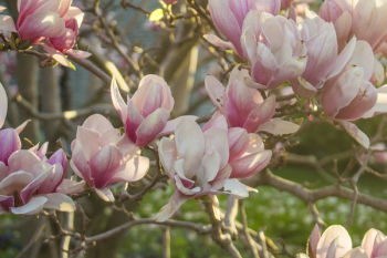 Pink Spring Blossoms Pink Spring Blossoms