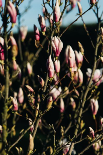 Pink spring flowers Pink spring flowers