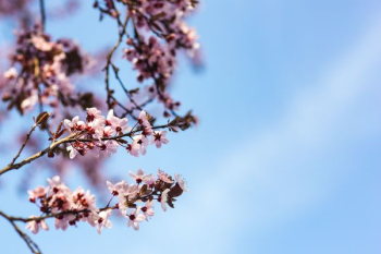 Pink spring flowers Pink spring flowers