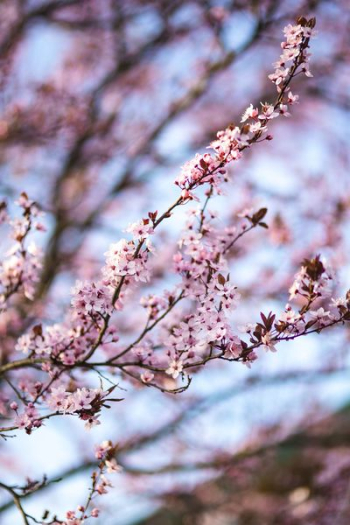 Pink spring flowers Pink spring flowers
