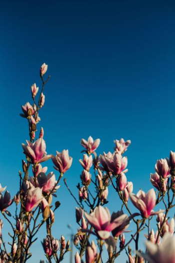 Pink spring flowers Pink spring flowers