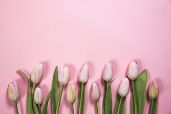 Pink Spring Flowers Pink Spring Flowers