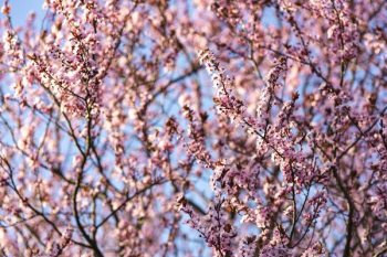 Pink spring flowers Pink spring flowers