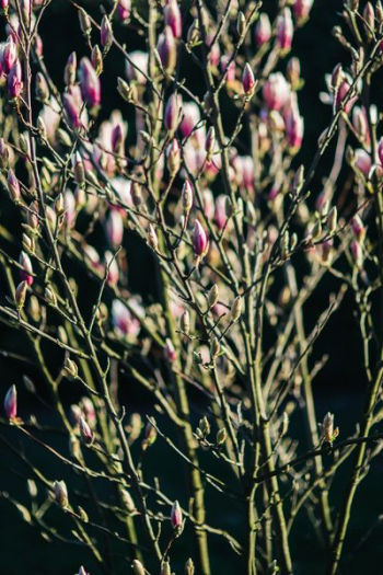 Pink spring flowers Pink spring flowers