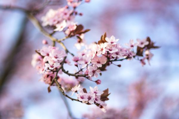 Pink spring flowers Pink spring flowers