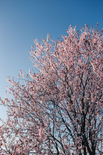 Pink spring flowers Pink spring flowers