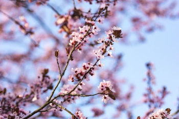 Pink spring flowers Pink spring flowers