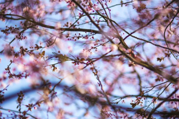 Pink spring flowers Pink spring flowers