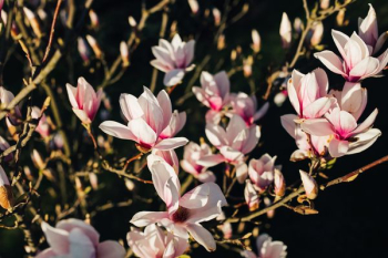 Pink spring flowers Pink spring flowers