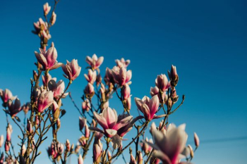 Pink spring flowers Pink spring flowers