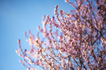 Pink spring flowers Pink spring flowers