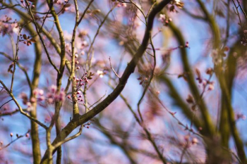 Pink spring flowers Pink spring flowers