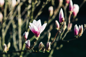 Pink spring flowers Pink spring flowers