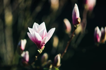 Pink spring flowers Pink spring flowers