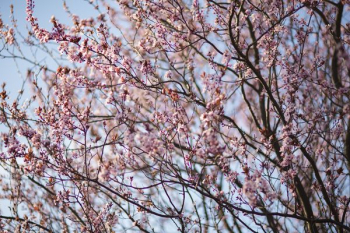 Pink spring flowers Pink spring flowers