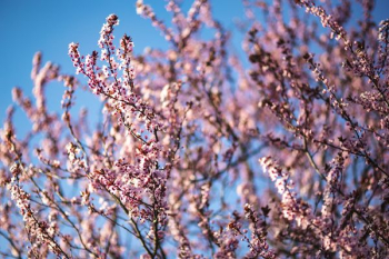Pink spring flowers Pink spring flowers