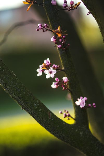 Pink spring flowers Pink spring flowers