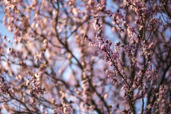 Pink spring flowers Pink spring flowers