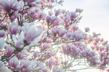 Pink Spring Tree Blossoms Pink Spring Tree Blossoms
