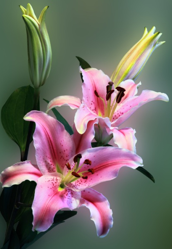 Pink Tiger Lily on Bloom Pink Tiger Lily on Bloom