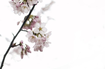 Pink Tree Flower Blossoms Pink Tree Flower Blossoms