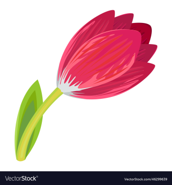 pink tulip