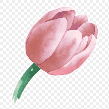 Pink tulip flower transparent sticker png watercolor Pink tulip flower transparent sticker png watercolor