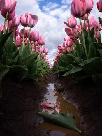 Pink Tulips Pink Tulips