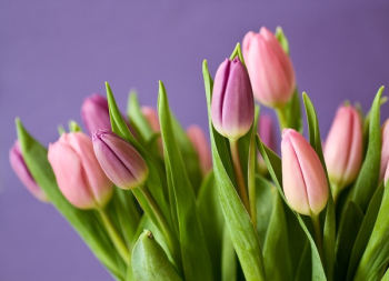 Pink Tulips Pink Tulips