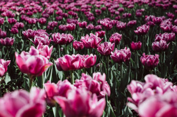 Pink tulips Pink tulips