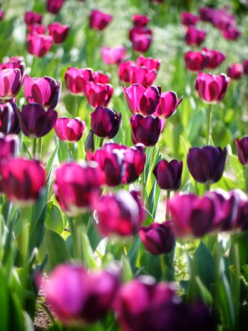 Pink Tulips Pink Tulips